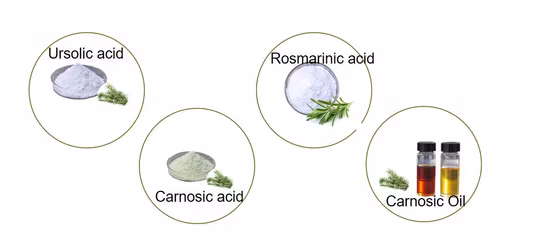 Fornecimento de fábrica Extrato de ervas em pó ácido ursólico